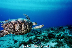 nikonos 15mm by John Strickland 